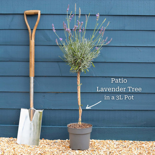 Patio Lavender Tree | Lavandula angustifolia 'Munstead' Perennial Bedding