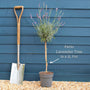 Patio Lavender Tree | Lavandula angustifolia 'Munstead' Perennial Bedding