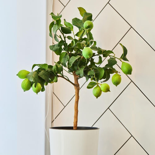 'Tahiti' Patio Lime Tree Trained Fruit Trees