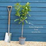Star Magnolia Tree | Magnolia stellata 'Water Lily' Ornamental Trees