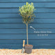 Patio Olive Tree | Olea europaea Ornamental Trees