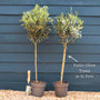 Patio Olive Tree | Olea europaea Ornamental Trees