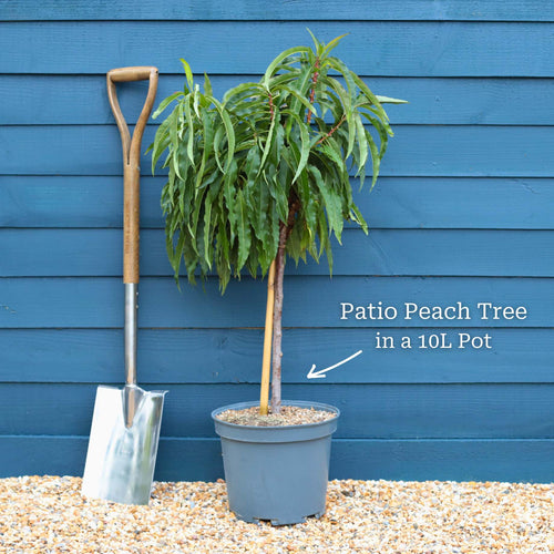Patio Peach Tree | Prunus persica 'Pink Peachy' Trained Fruit Trees