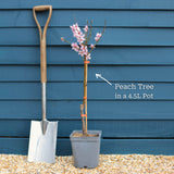 'Peregrine' Peach Tree Fruit Trees