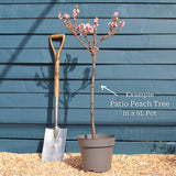 Patio Peach Tree | Prunus persica 'Pink Peachy' Trained Fruit Trees