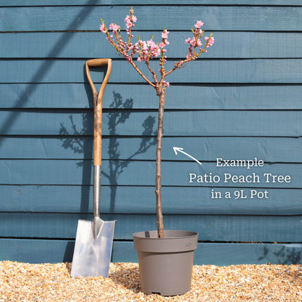 Patio Peach Tree | Prunus persica 'Pink Peachy' Trained Fruit Trees