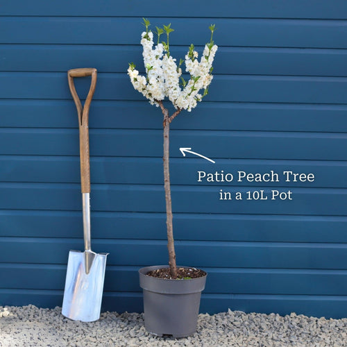 Patio Peach Tree | Prunus persica 'White Peachy' Trained Fruit Trees