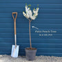 Patio Peach Tree | Prunus persica 'White Peachy' Trained Fruit Trees