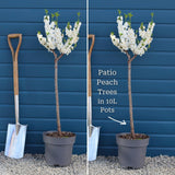 Patio Peach Tree | Prunus persica 'White Peachy' Trained Fruit Trees