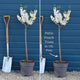 Patio Peach Tree | Prunus persica 'White Peachy' Trained Fruit Trees