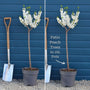 Patio Peach Tree | Prunus persica 'White Peachy' Trained Fruit Trees