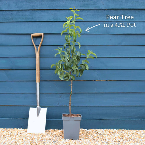 'Concorde' Pear Tree Fruit Trees