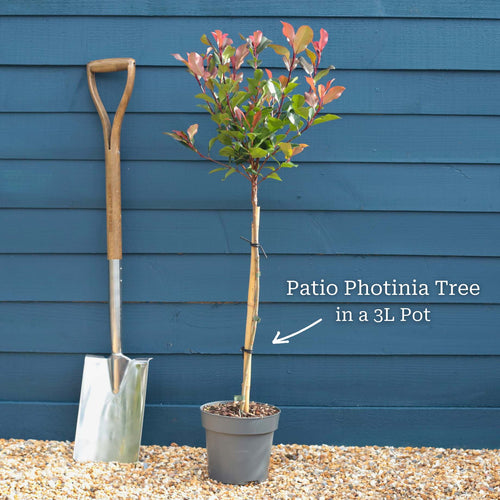 Patio Photinia Tree | Photinia 'Little Red Robin' Shrubs