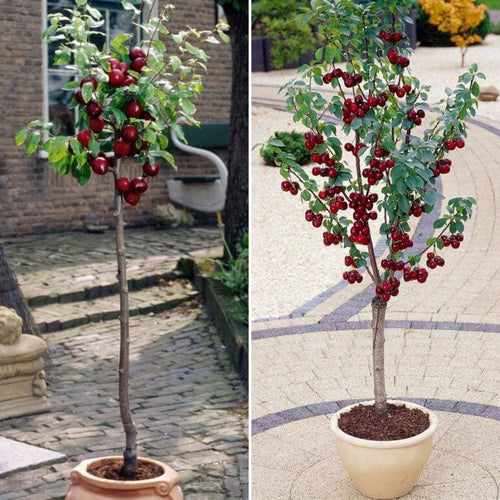 Patio Cherry and Plum Trees | Perfect Partners Fruit Trees
