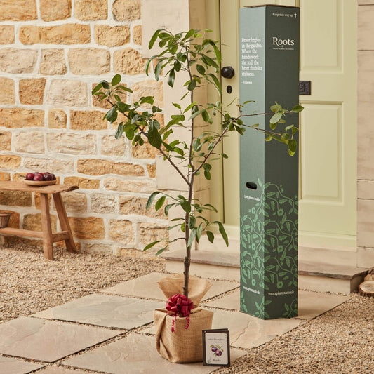The Patio Plum Tree Gift Gift Option