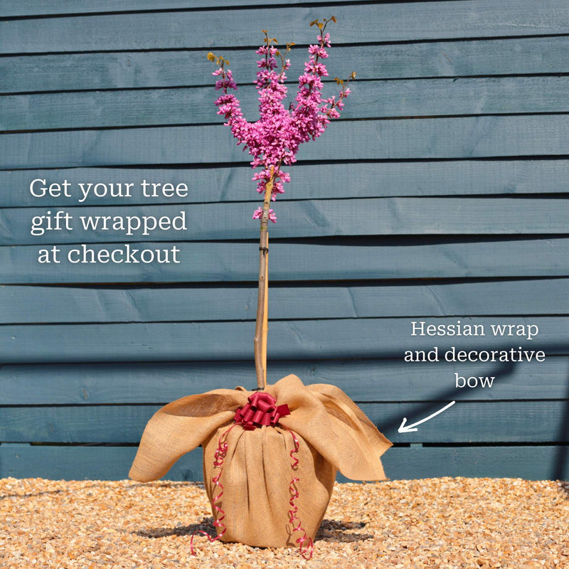Patio Redbud Tree | Cercis chinensis 'Avondale' Ornamental Trees