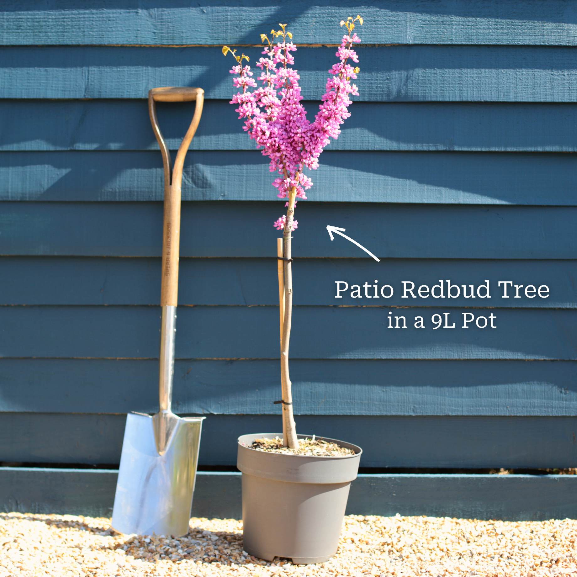 Red Conduit Tree Patio Redbud Tree | Cercis chinensis 'Avondale' – Roots Plants