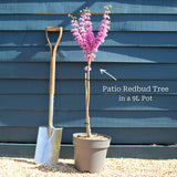 Patio Redbud Tree | Cercis chinensis 'Avondale' Ornamental Trees