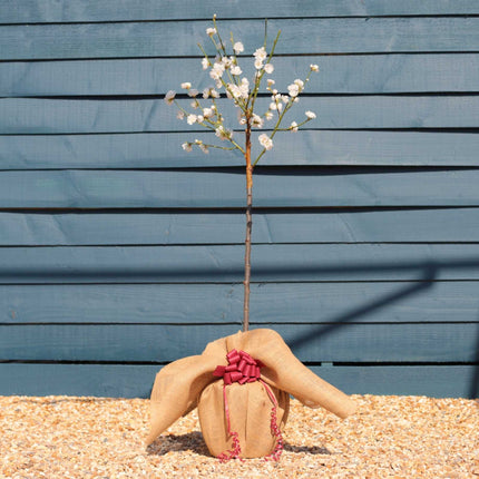 Patio Peach Tree | Prunus persica 'White Peachy' Trained Fruit Trees