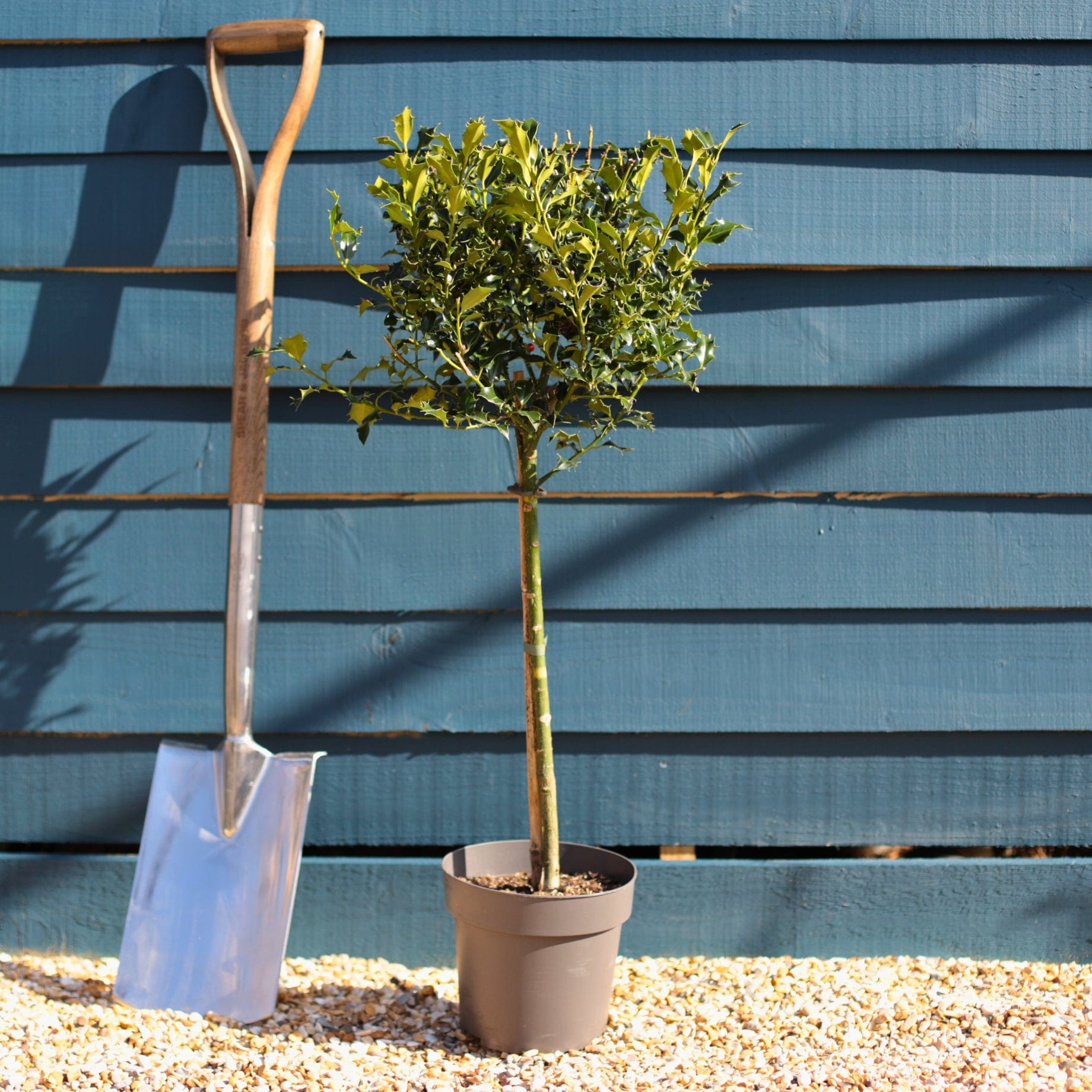 Patio Holly Tree | Ilex aquifolium 'Alaska'