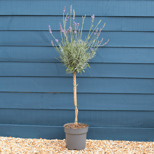 Patio Lavender Tree | Lavandula angustifolia 'Munstead' Perennial Bedding