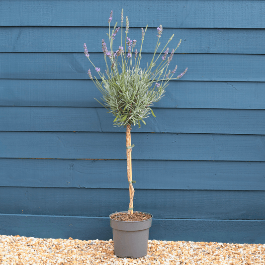 Patio Lavender Tree | Lavandula angustifolia 'Munstead' Perennial Bedding
