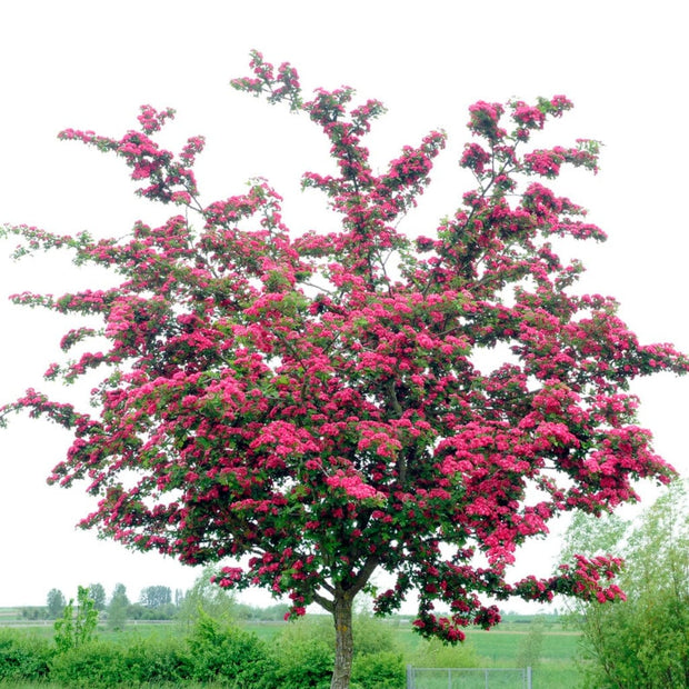 Red Hawthorn Tree | Crataegus laevigata 'Paul's Scarlet' Ornamental Trees