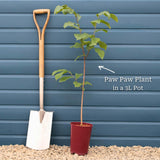 Paw-Paw Plant | Asimina triloba Soft Fruit
