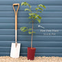 Paw-Paw Plant | Asimina triloba Soft Fruit