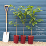 Paw-Paw Plant | Asimina triloba Soft Fruit