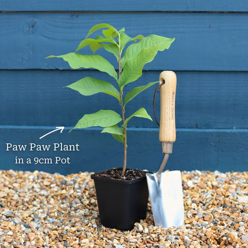 Paw-Paw Plant | Asimina triloba Soft Fruit