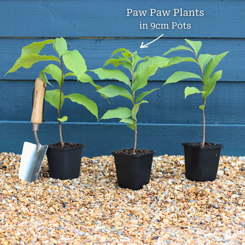 Paw-Paw Plant | Asimina triloba Soft Fruit