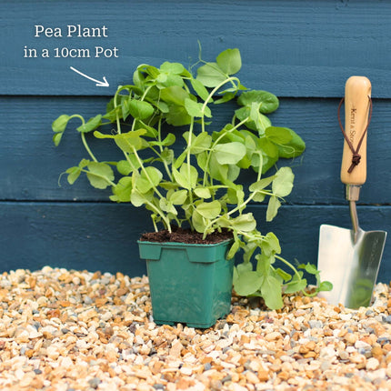 Gourmet Beans & Peas Collection Vegetables