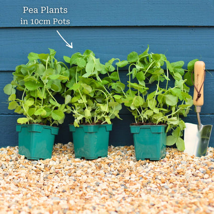 'Waverex' Petit Pois Pea Plant Vegetables