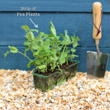 'Hurst Greenshaft' Pea Plants Vegetables