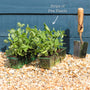 'Hurst Greenshaft' Pea Plants Vegetables