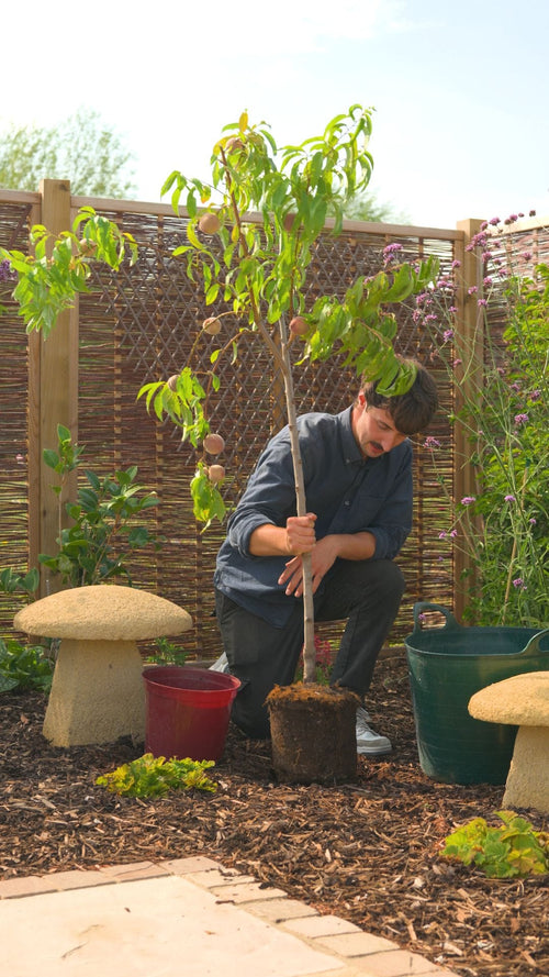 Why choose a Roots peach tree?