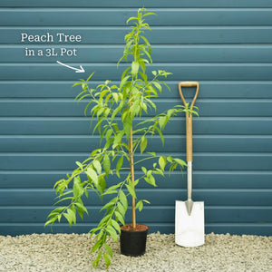 'Taoflora Pink' Peach Tree Ornamental Trees