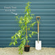 'Taoflora Pink' Peach Tree Ornamental Trees