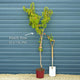 'Avalon Pride' Peach Tree Fruit Trees