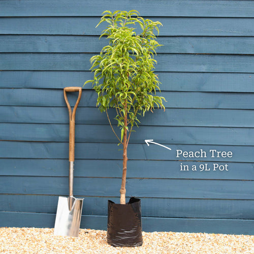 'Peregrine' Peach Tree Fruit Trees