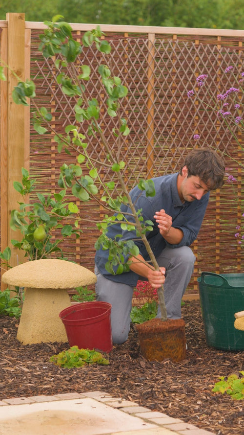Why choose a Roots pear tree?