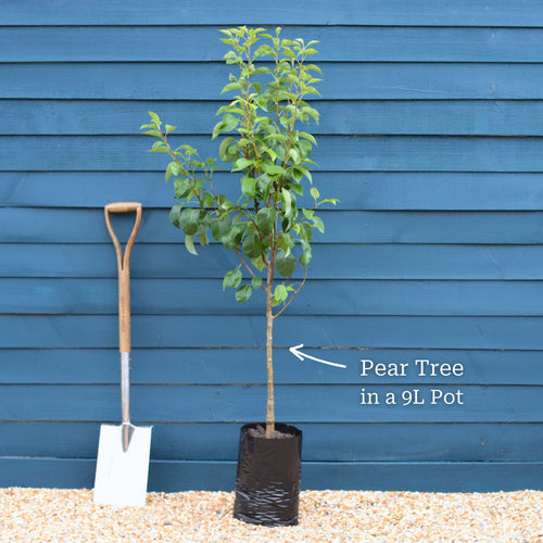 'Doyenné Du Comice' Pear Tree Fruit Trees