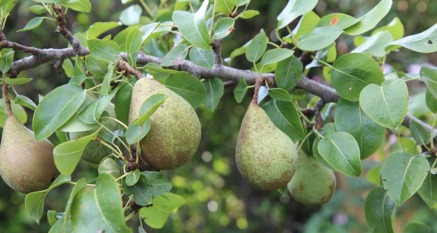 Pear Tree Diseases: Identification & Treatments – Roots Plants