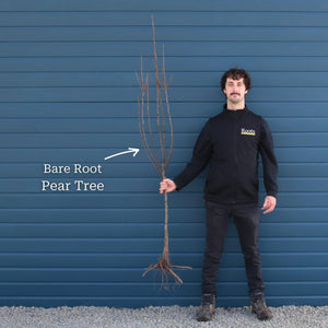 'Doyenné Du Comice' Pear Tree Fruit Trees