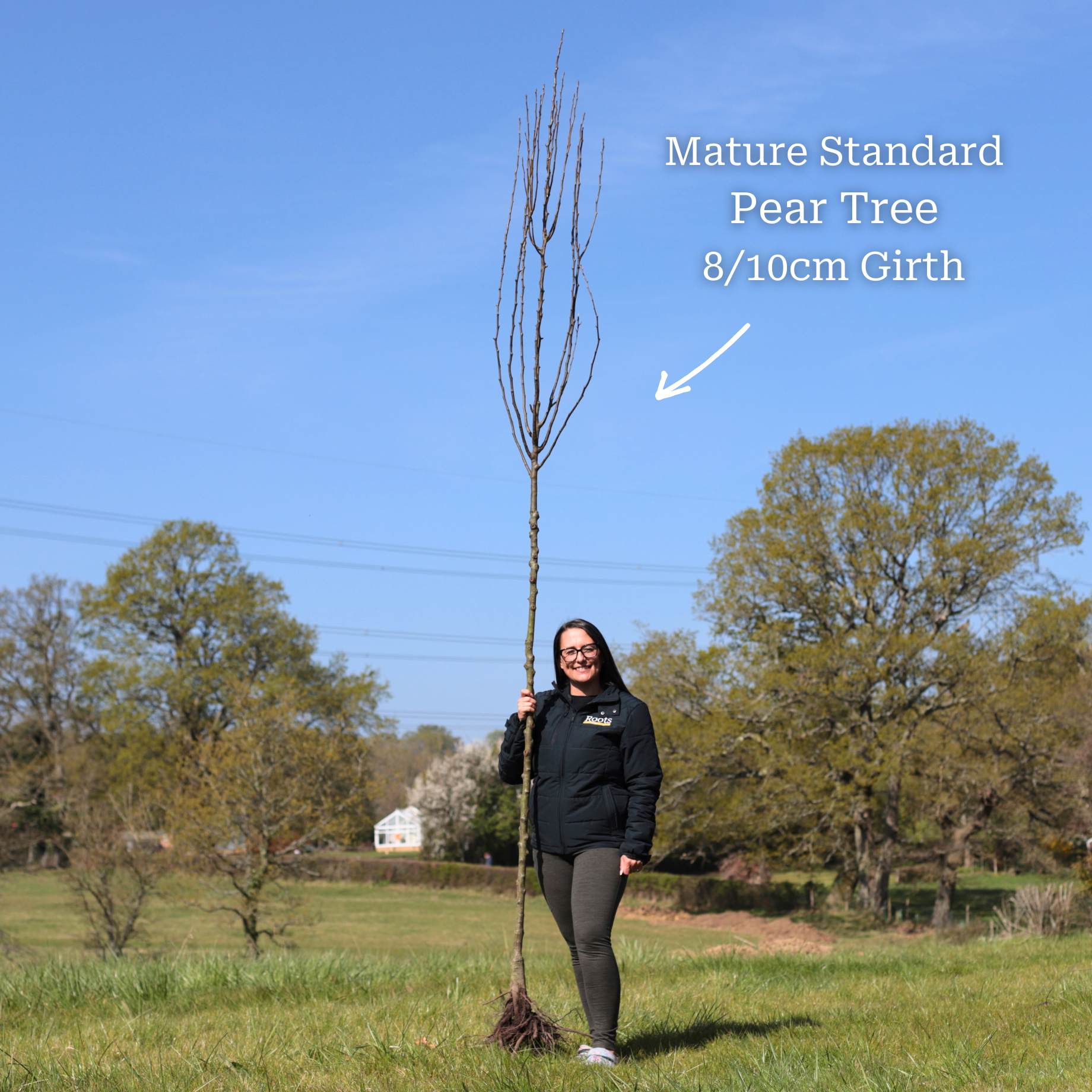'Conference' Pear Tree – Roots Plants