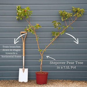 'Green Williams' Pear Tree Fruit Trees