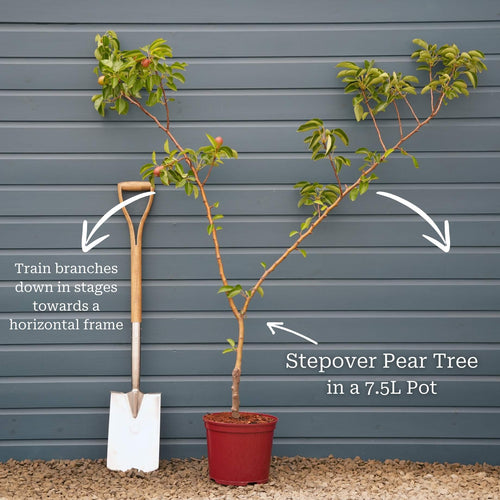 'Green Williams' Pear Tree Fruit Trees