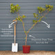 'Green Williams' Pear Tree Fruit Trees