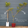 'Green Williams' Pear Tree Fruit Trees